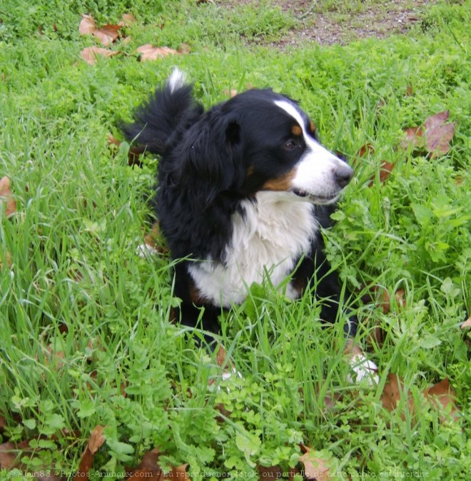 Photo de Bouvier bernois