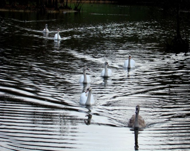 Photo de Cygne