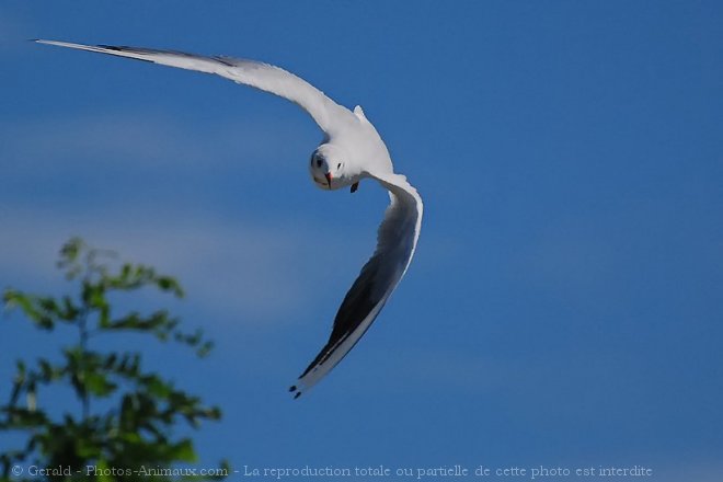 Photo de Mouette