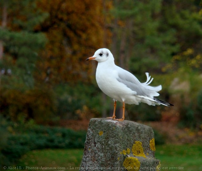 Photo de Mouette