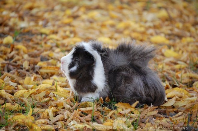 Photo de Cochon d'inde - abyssin / rosette