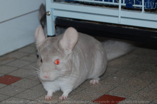 Photo de Chinchilla