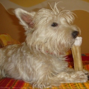 Photo de West highland white terrier