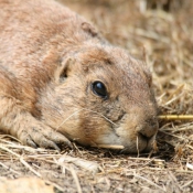 Photo de Chien de prairie