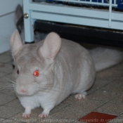 Photo de Chinchilla