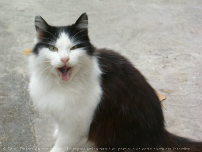 Photo de Chat domestique