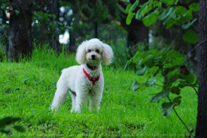 Photo de Caniche moyen