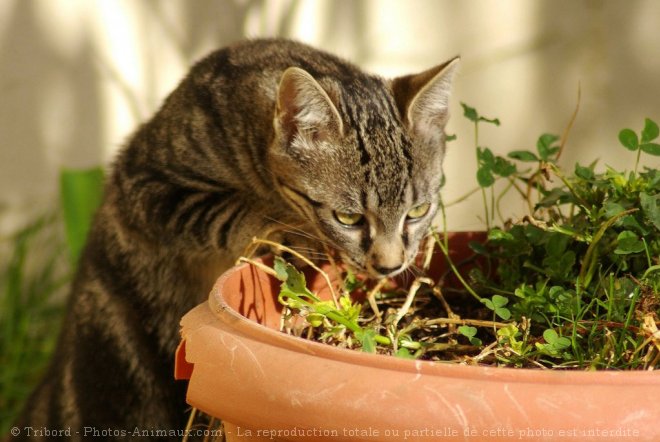 Photo de Chat domestique