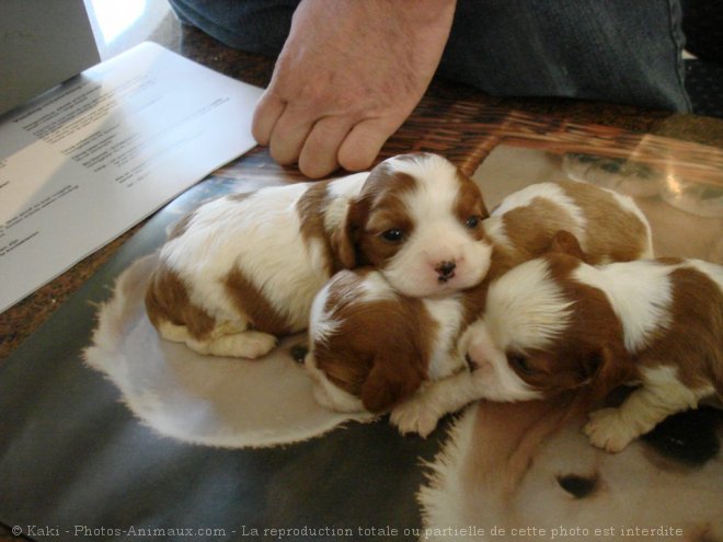 Photo de Cavalier king charles spaniel