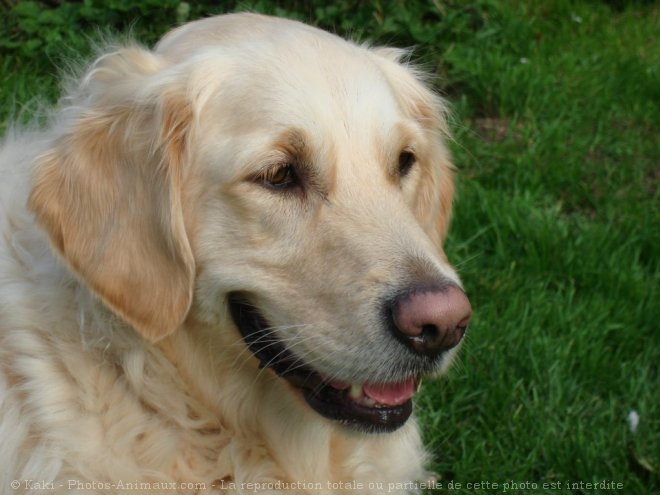 Photo de Golden retriever