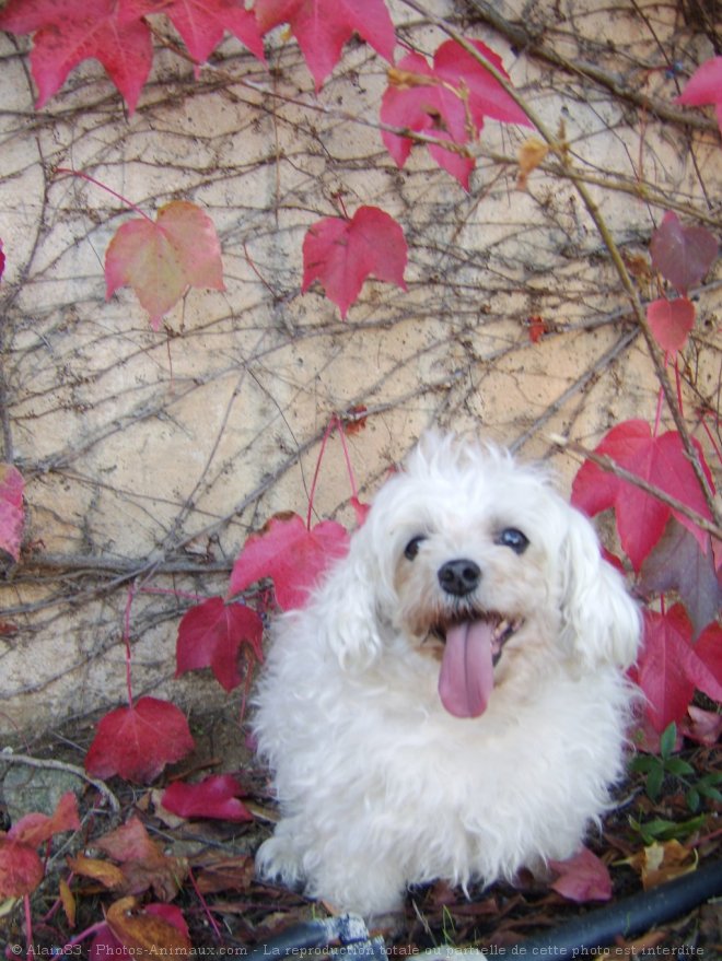 Photo de Bichon maltais