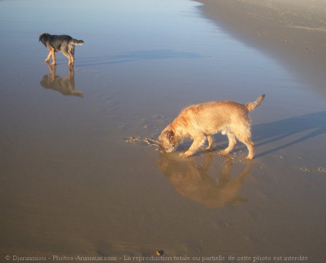 Photo de Border terrier