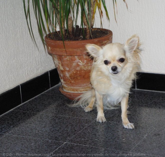 Photo de Chihuahua  poil long