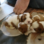 Photo de Cavalier king charles spaniel