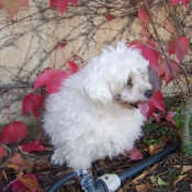 Photo de Bichon maltais