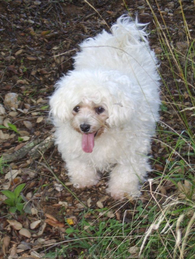 Photo de Bichon maltais