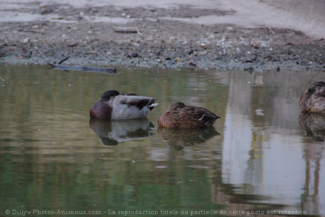 Photo de Canard colvert