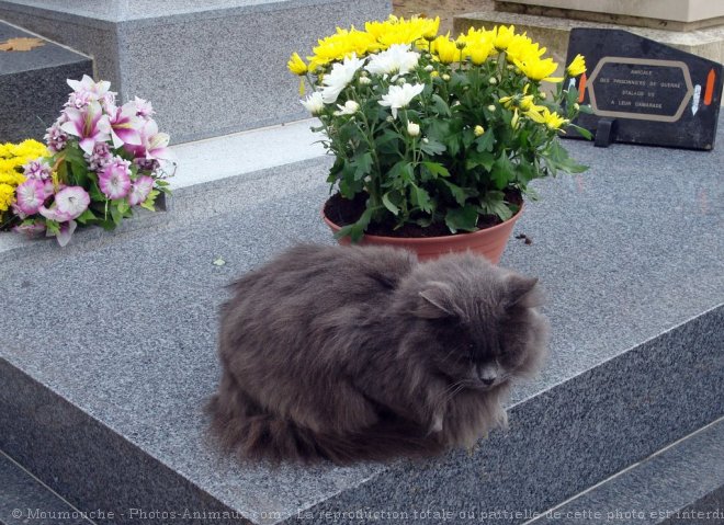 Photo de Chat domestique