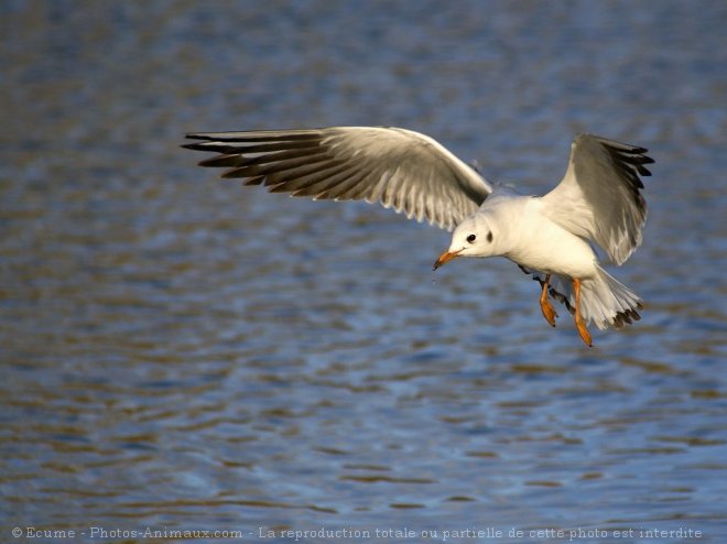 Photo de Mouette