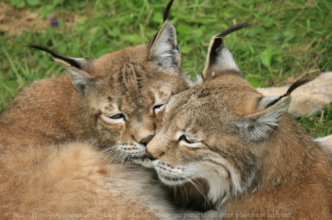 Photo de Lynx