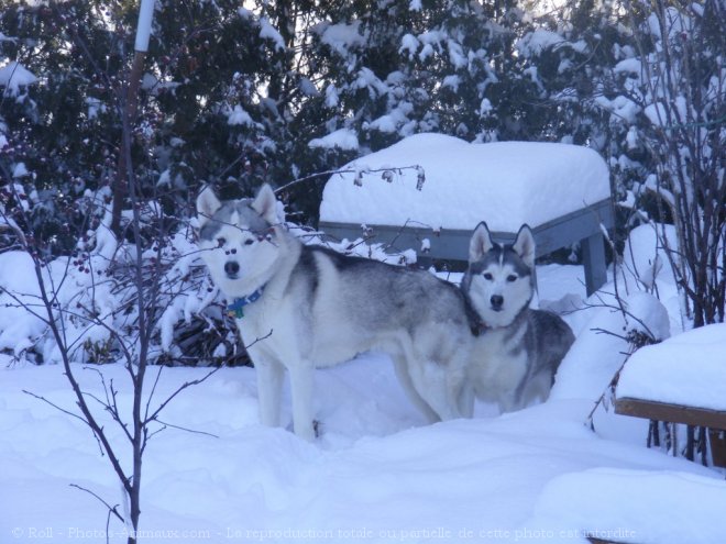 Photo de Husky siberien