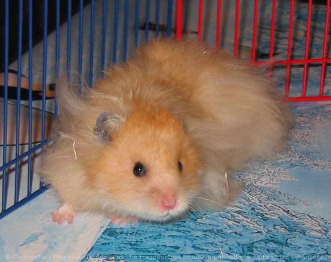 Photo de Hamster