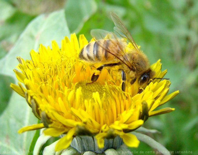 Photo d'Abeille