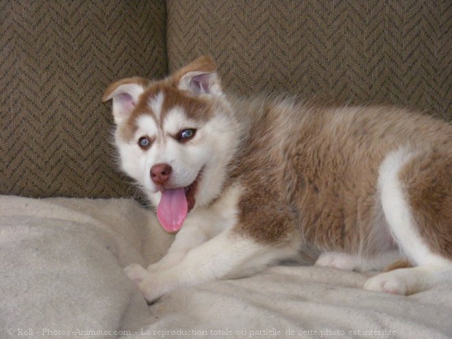 Photo de Husky siberien