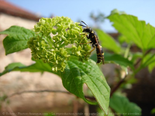 Photo d'Abeille