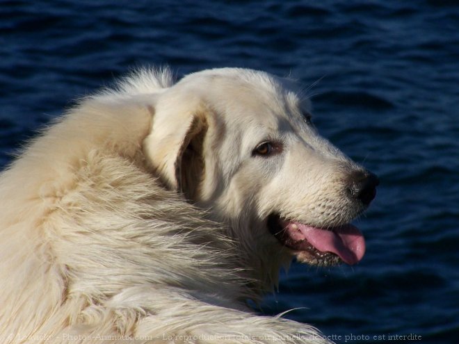 Photo de Chien de montagne des pyrnes