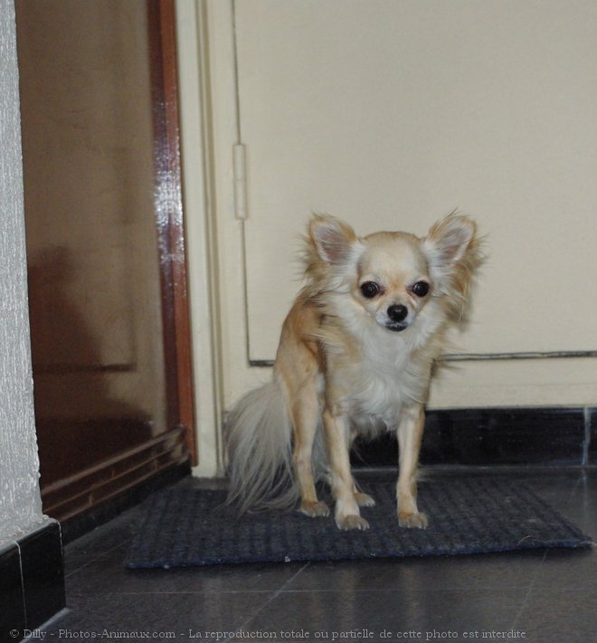 Photo de Chihuahua  poil long