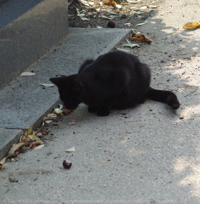 Photo de Chat domestique