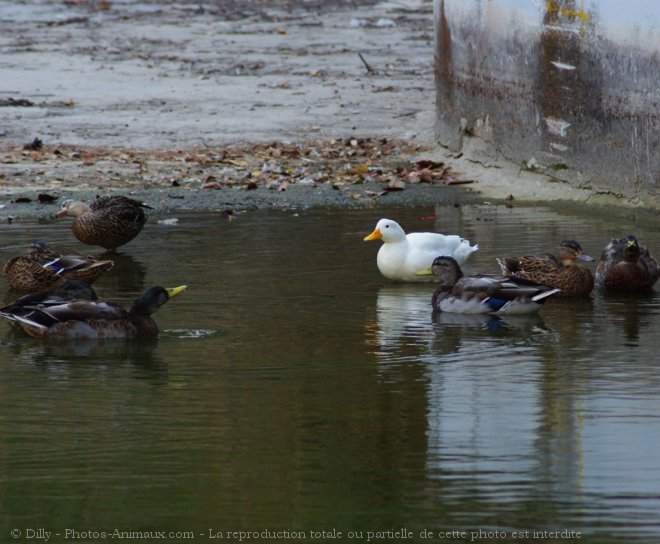 Photo de Canard colvert