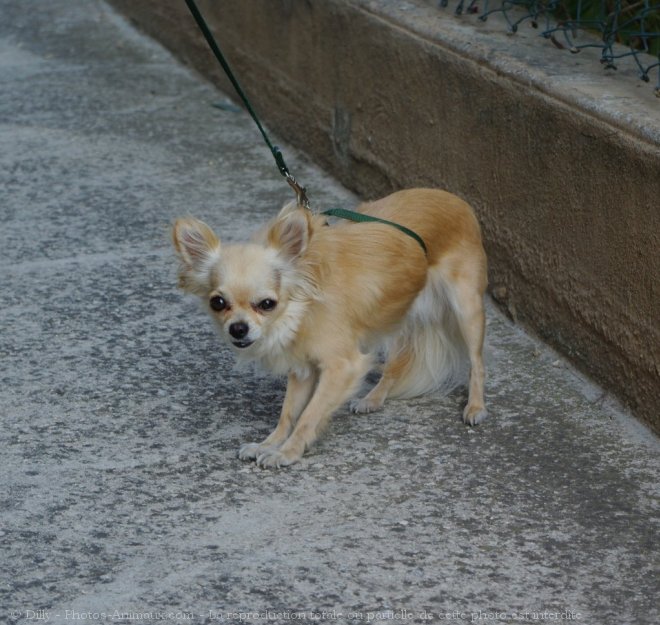 Photo de Chihuahua  poil long