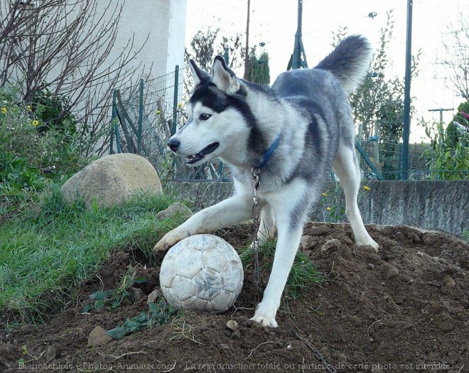 Photo de Husky siberien