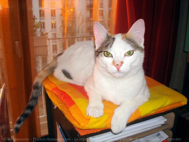 Photo de Chat domestique