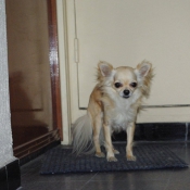 Photo de Chihuahua  poil long