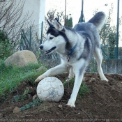 Photo de Husky siberien