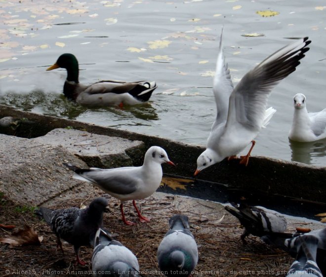 Photo de Races diffrentes