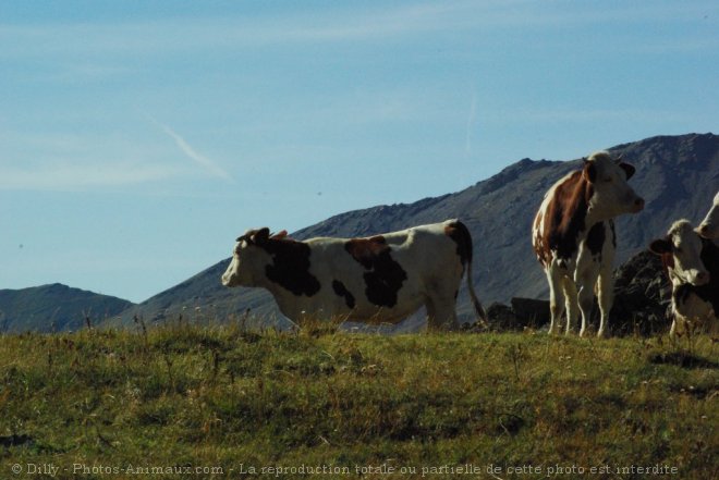 Photo de Vache