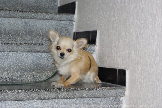 Photo de Chihuahua  poil long