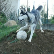 Photo de Husky siberien