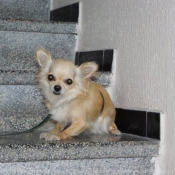 Photo de Chihuahua  poil long