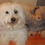 Photo de Coton de tulear