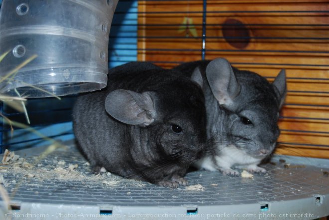 Photo de Chinchilla