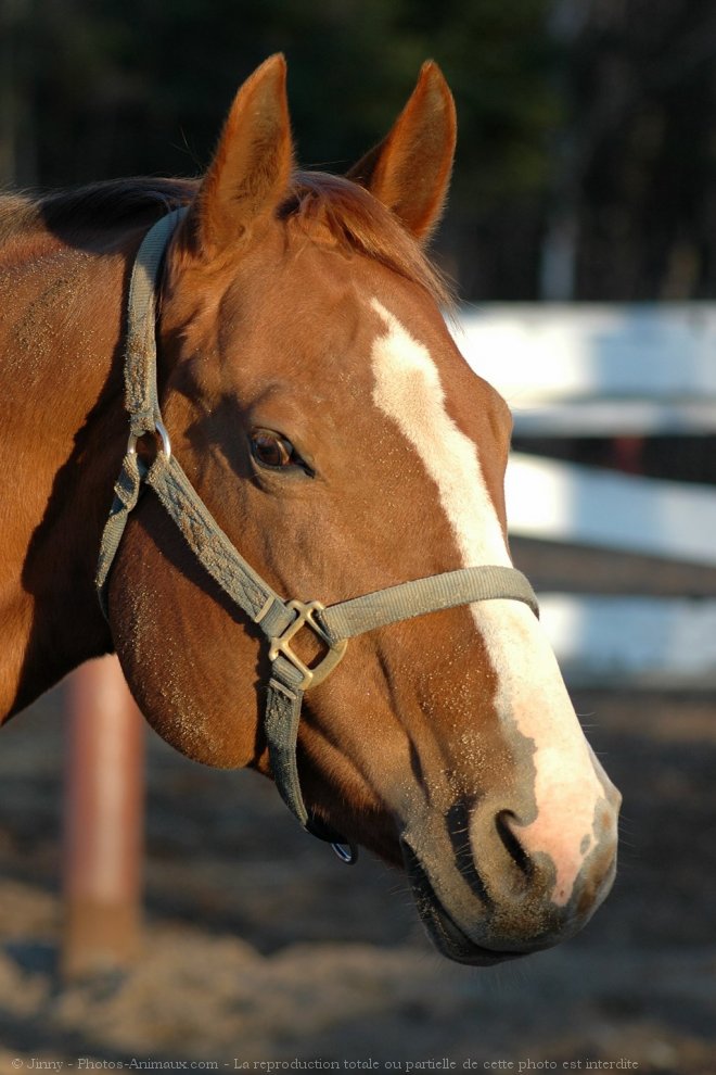 Photo de Quarter horse