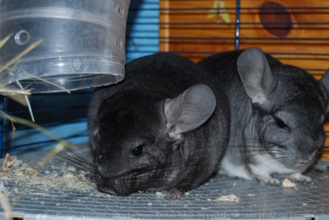 Photo de Chinchilla