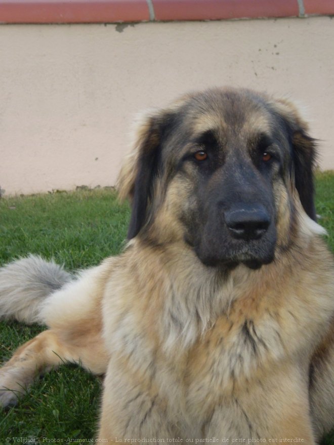 Photo de Leonberg