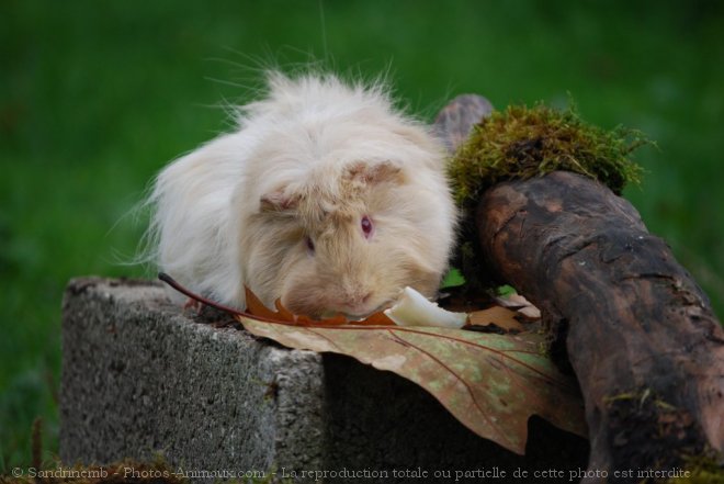 Photo de Cochon d'inde - abyssin / rosette