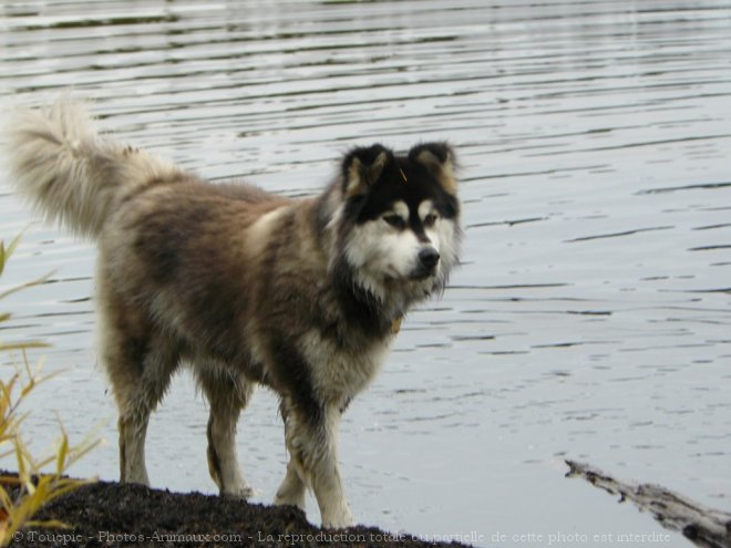 Photo de Malamute de l'alaska